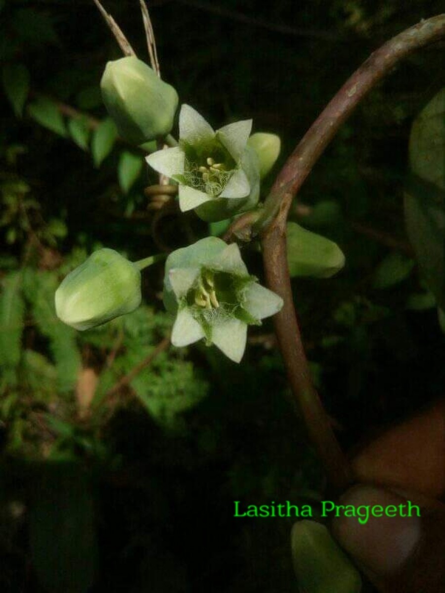 Adenia hondala (Gaertn.) W.J.de Wilde